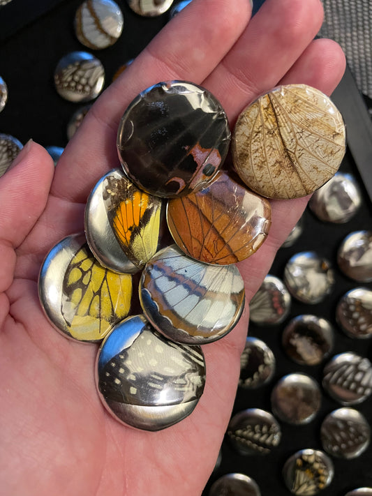 Real Butterfly Wing Pinback Buttons