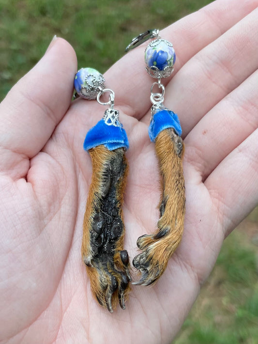 Royal Blue Mummified Red Squirrel Paw Earrings