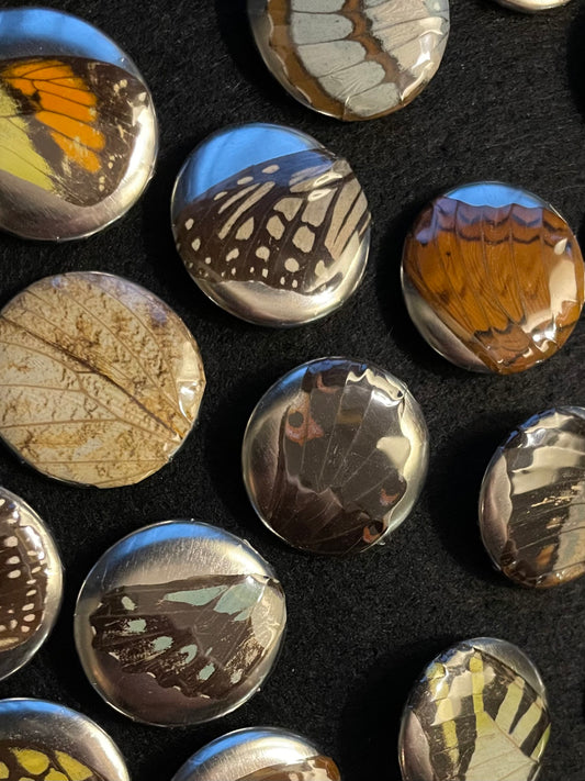 Real Butterfly Wing Pinback Buttons