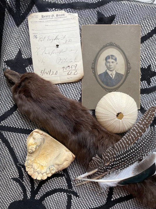 Variety Oddity Box with Vintage Chocolate Mink, 1800's Cabinet Card, Dental Mold