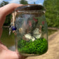 Green Flourite Butterfly Jar Displays