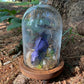 Iridescent Mink Skull, Beetle, and Butterfly Geode Cloche Display