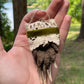 Mummified Badger Paw Ornament