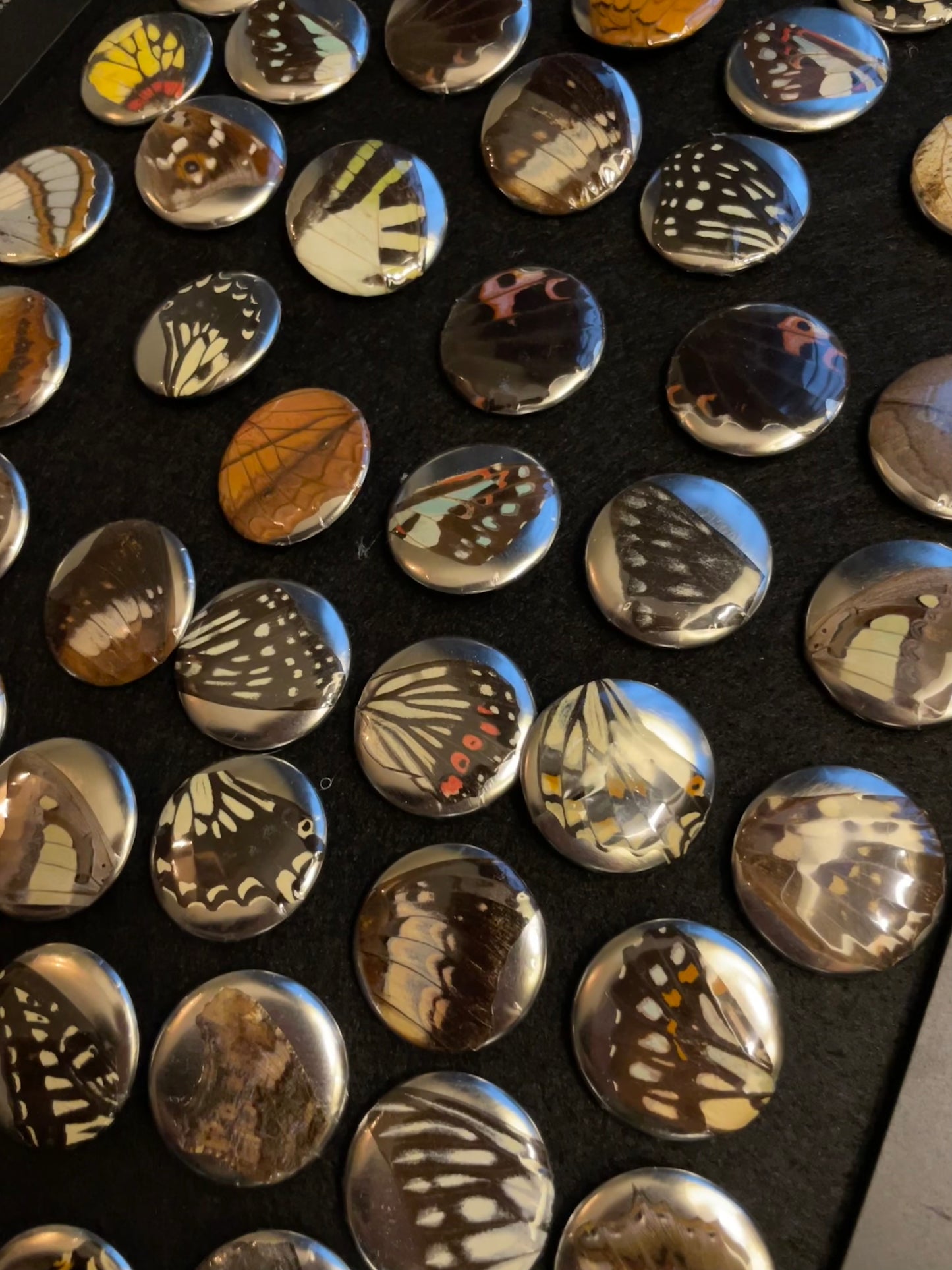 Real Butterfly Wing Pinback Buttons