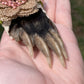 Mummified Badger Paw Ornament