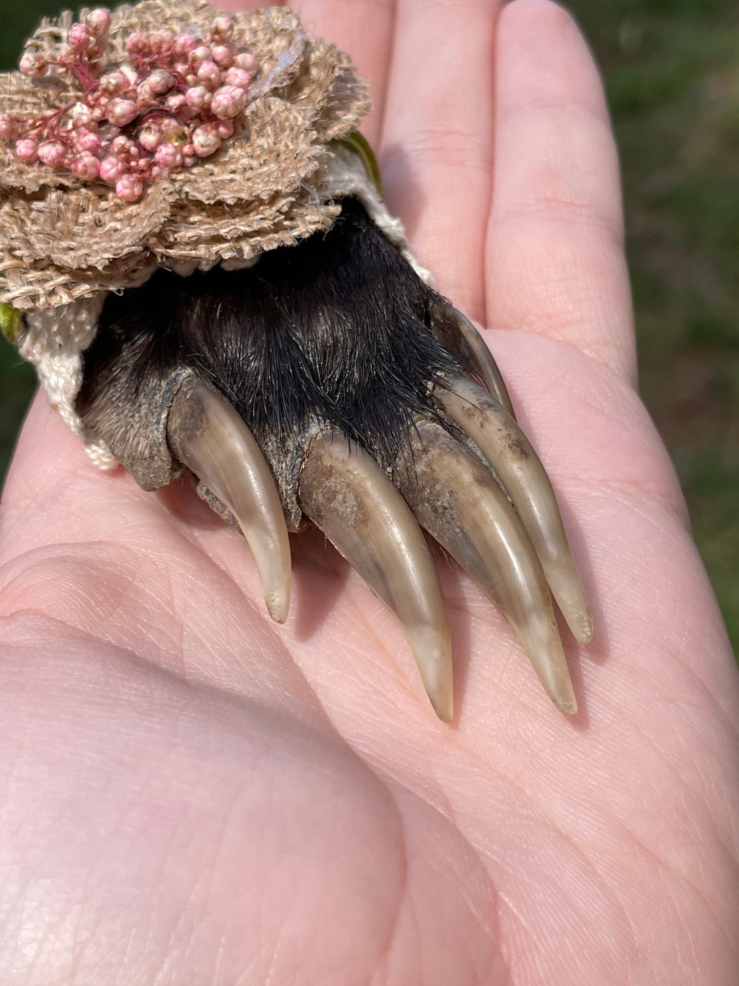 Mummified Badger Paw Ornament