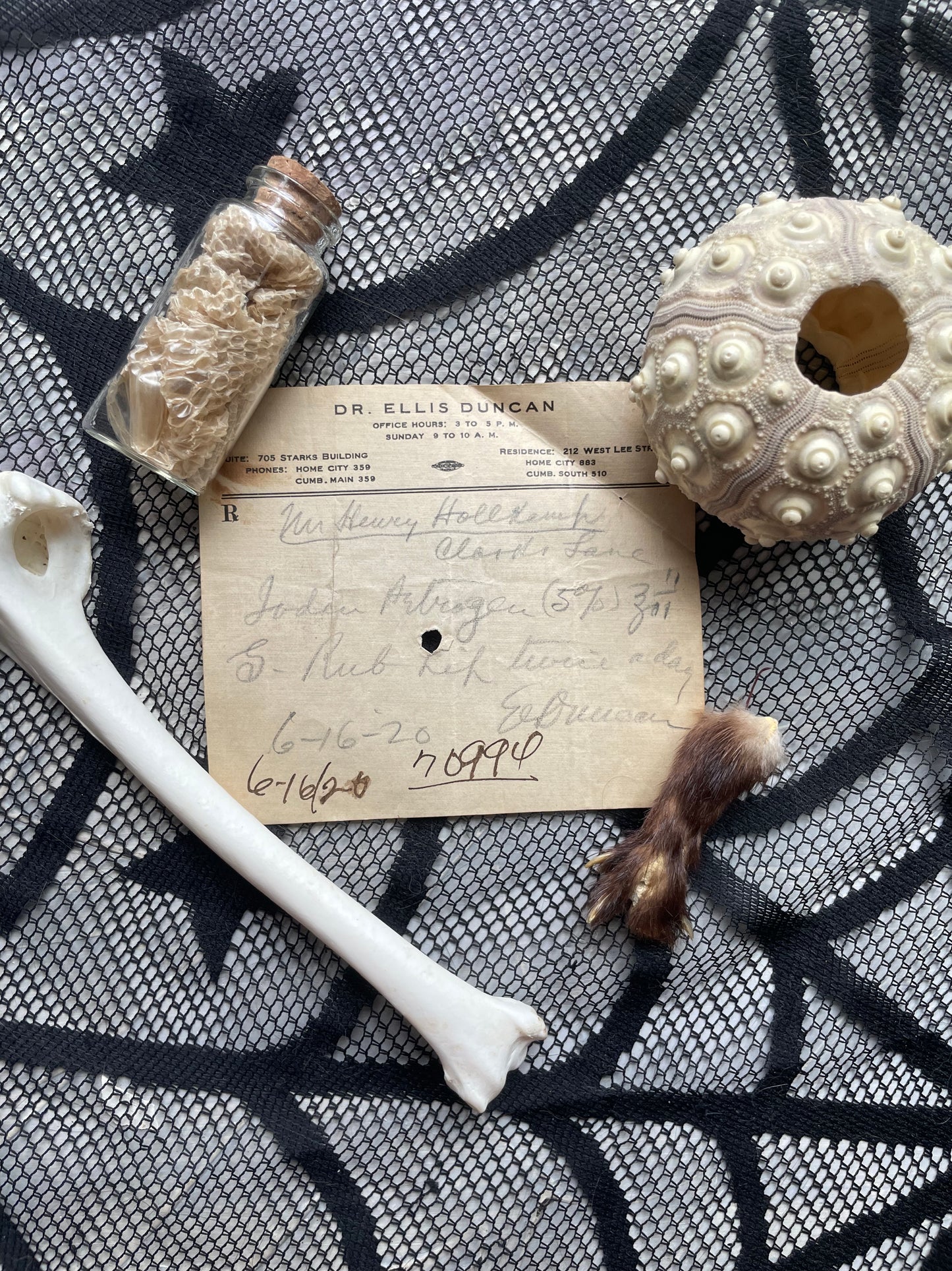 Variety Oddity Box with Mink Paw, Turkey Bone, Snake Shed