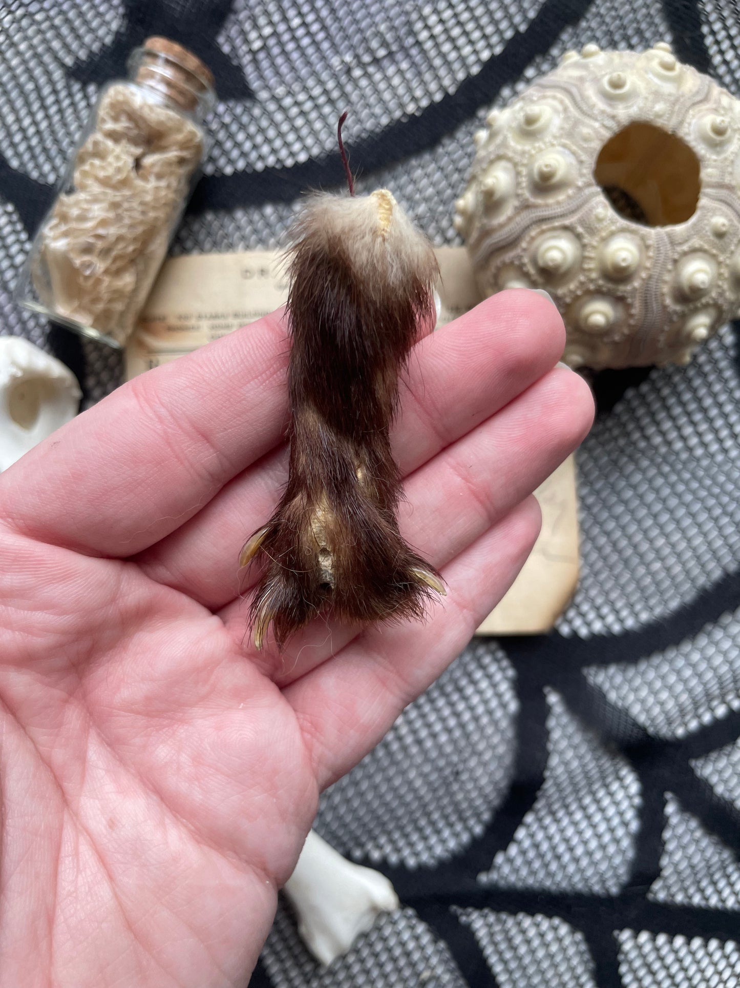 Variety Oddity Box with Mink Paw, Turkey Bone, Snake Shed