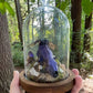 Iridescent Mink Skull, Beetle, and Butterfly Geode Cloche Display