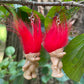 Mini Troll Doll Earrings (Multiple Colors)