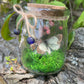 Green Flourite Butterfly Jar Displays