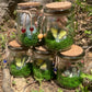 Green Flourite Butterfly Jar Displays