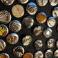 Real Butterfly Wing Pinback Buttons