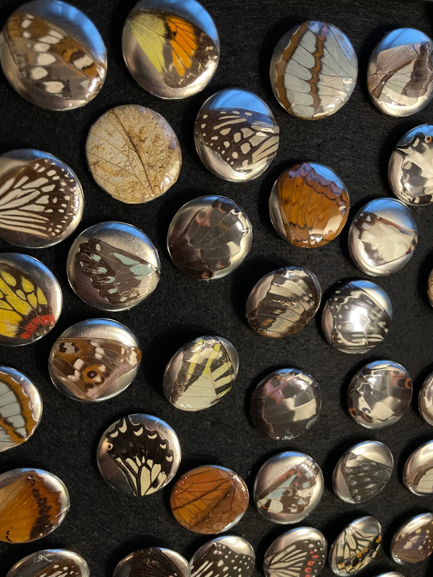 Real Butterfly Wing Pinback Buttons