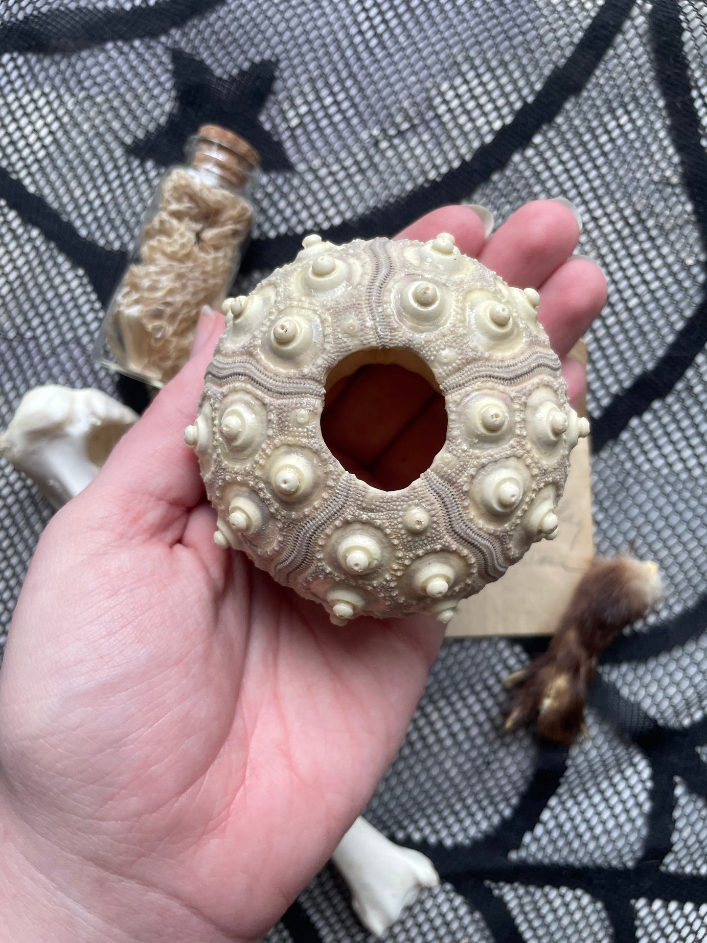 Variety Oddity Box with Mink Paw, Turkey Bone, Snake Shed