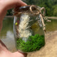 Green Flourite Butterfly Jar Displays