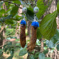 Royal Blue Mummified Red Squirrel Paw Earrings