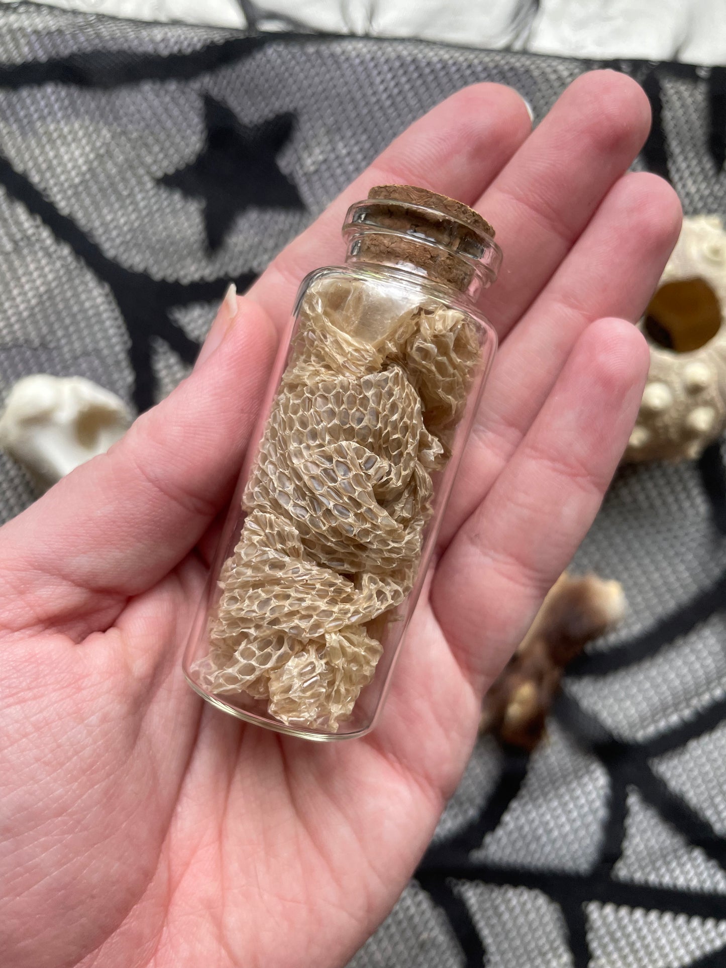 Variety Oddity Box with Mink Paw, Turkey Bone, Snake Shed