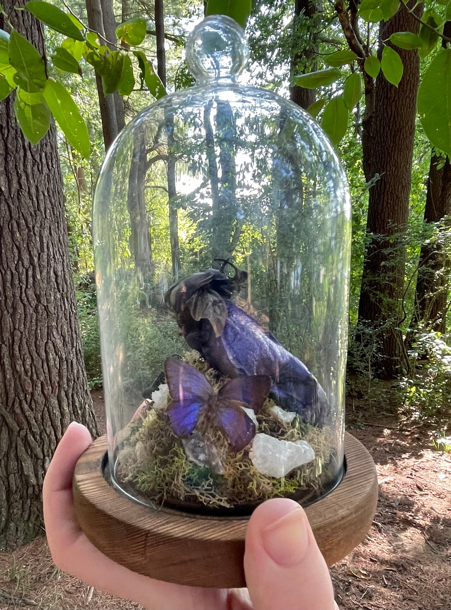 Iridescent Mink Skull, Beetle, and Butterfly Geode Cloche Display