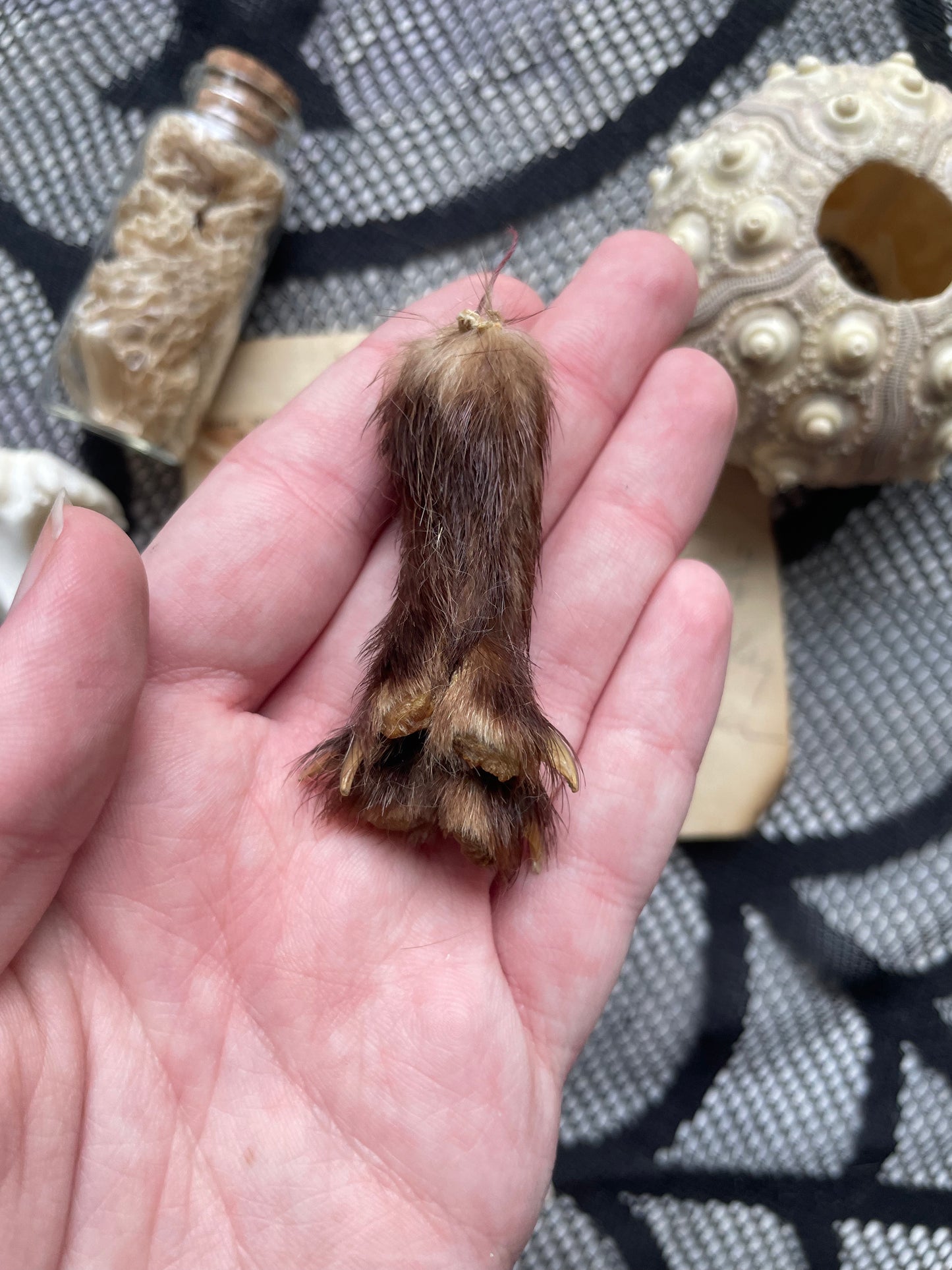 Variety Oddity Box with Mink Paw, Turkey Bone, Snake Shed