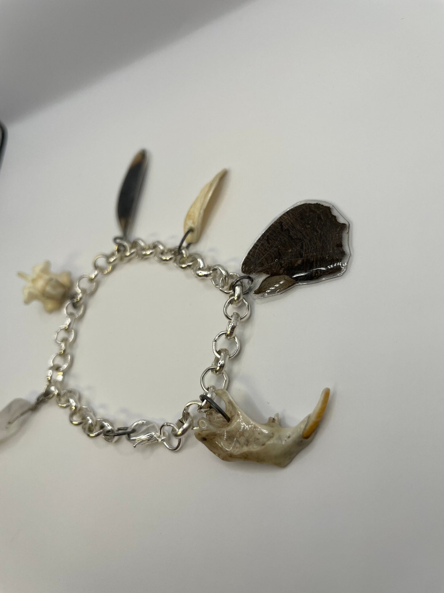 Oddity Charm Bracelet with Rodent Mandible, Butterfly Wings, Python Vertebra, and Seashell