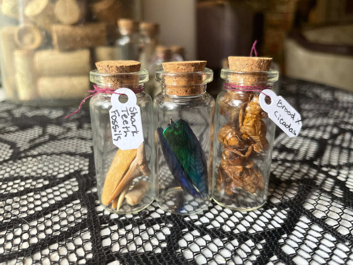 Assorted Mini Oddity Displays